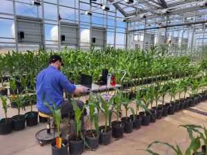 Testing Sensor Equipment on Plants in Greenhouse